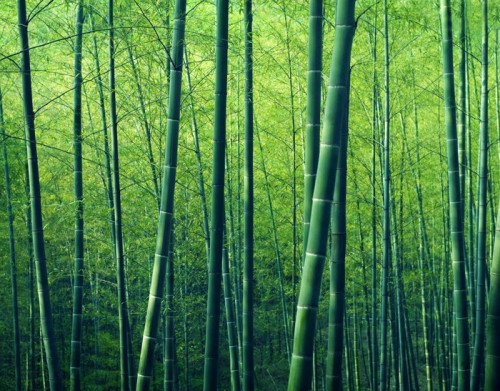 Fototapeta Bamboo Forest Drzewa Natura Koncept
