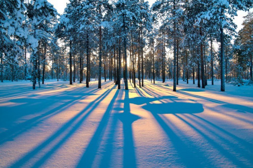 Fototapeta Zachód słońca w zimowym lesie