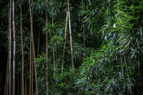 Fototapeta Zielony bambusowy wzór lasu