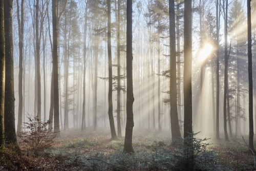 Fototapeta Promienie słoneczne w mglistym lesie