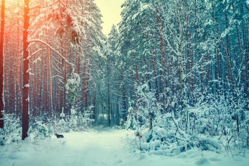 Fototapeta Zimowy las pokryty śniegiem
