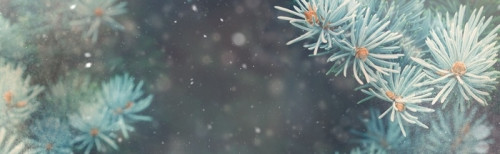 Fototapeta Spadek śniegu w zimowym lesie. Boże Narodzenie nowy rok magii. szczegóły niebieski świerk gałąź jodła. obraz baneru