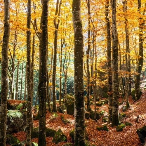 Fototapeta Las bukowy jesienią