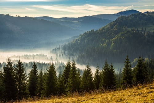 Fototapeta Iglasty las w mgliste rumuńskie góry o wschodzie słońca