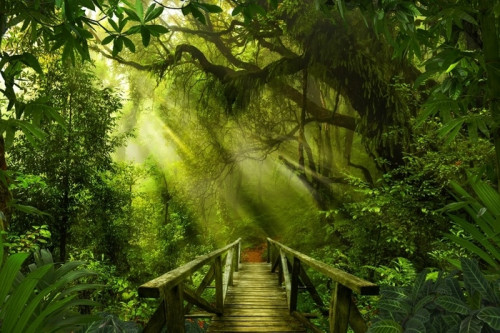 Fototapeta Azjatycki tropikalny las deszczowy