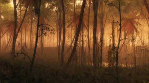 Fototapeta Kałuża wody w mglistym lesie tropikalnym.