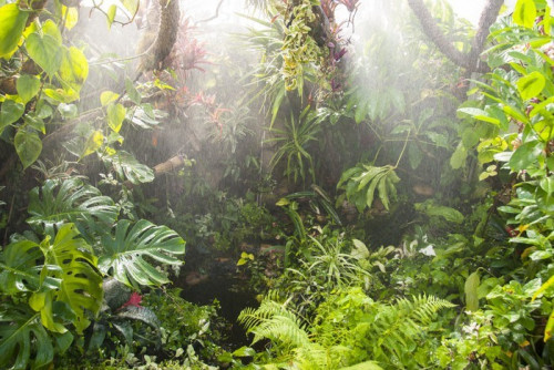 Fototapeta Lasów tropikalnych w tle