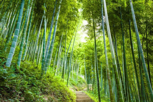 Fototapeta Bambus lesie i chodnik