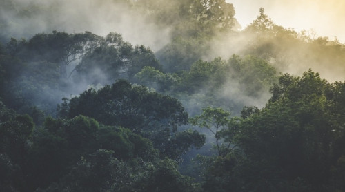 Fototapeta Krajobraz tropikalny las deszczowy, Azja