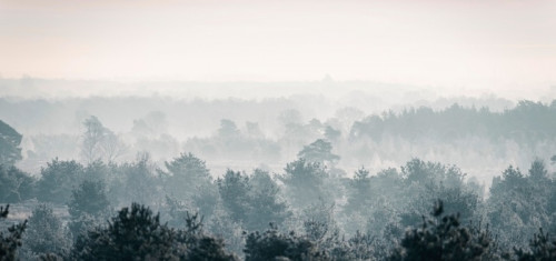 Fototapeta Sosnowy zimowy las we mgle.