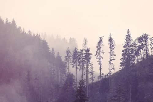 Fototapeta Mgła w lesie