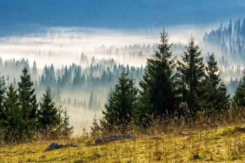 Fototapeta Iglasty las w mgliste rumuńskie góry