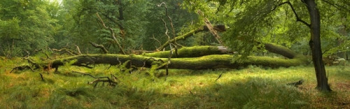 Fototapeta Panoramiczny widok na las