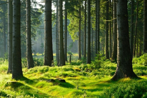Fototapeta Unberührter naturnaher fichtenwald im warmen licht der morgensonne