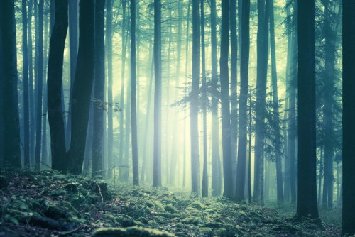 Fototapeta Magiczne niebieski zielony nasycony mglisty krajobraz drzew leśnych. Efekt koloru filtr. Zdjęcie zostało zrobione w południowo-wschodniej Słowenii, Europa.