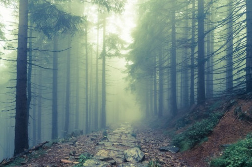 Fototapeta Mgła w Haunted Forest