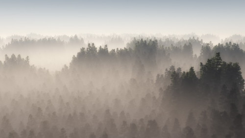 Fototapeta Gęsty las sosnowy w porannej mgle.