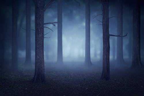 Fototapeta Las z mnóstwem drzew i mgły