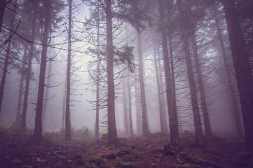 Fototapeta Mgła w lesie latem nawiedzonym