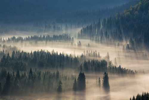 Fototapeta Drzew na łąki w dół woli lasu iglastego w mglisty górach