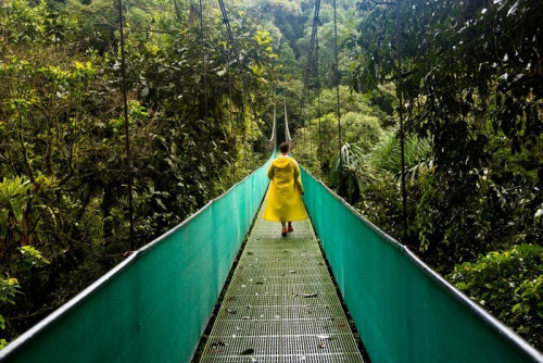 Fototapeta Kostaryka Regenwald