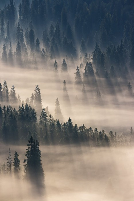 Fototapeta coniferous forest in foggy mountains