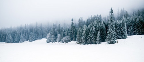Fototapeta Zima, biały, las i śnieg, Boże Narodzenie