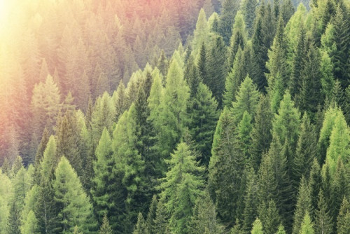 Fototapeta Czarodziejski las oświetlony przez światło słoneczne. Iglasty las regionu.