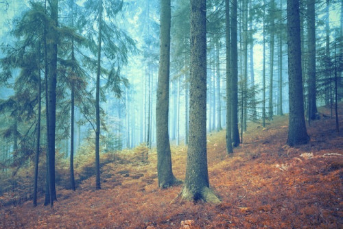 Fototapeta Piękne marzycielski lasów iglastych. Efekt koloru filtr.