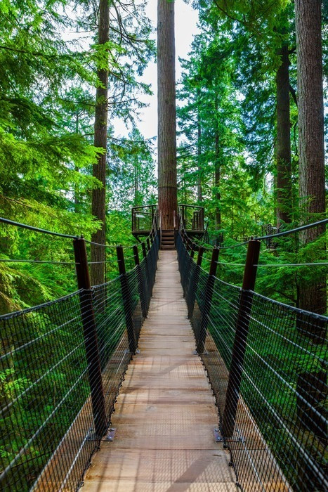 Fototapeta Wierzchołek Most wiszący w Capilano Park, British Columbia