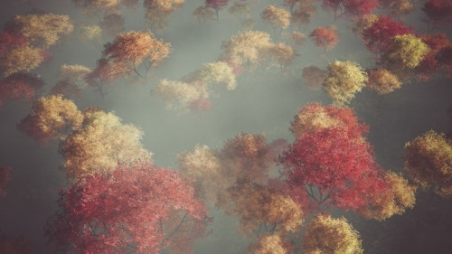 Fototapeta Aerial lesie jesienią we mgle.