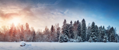 Fototapeta Piękne drzewa w zimowy krajobraz w późnym wieczorem w śniegu