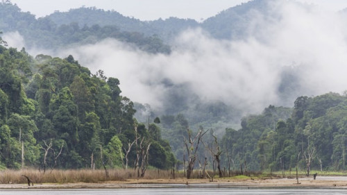 Fototapeta Rano mgły i drzew martwych w gęstych tropikalnych, Perak, Malezja