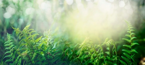 Fototapeta Paproć w lasów tropikalnych dżungli ze światłem słonecznym, na zewnątrz przyroda tło, transparent
