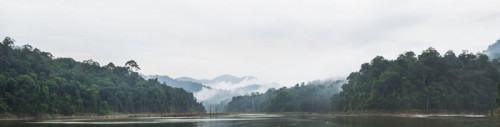 Fototapeta Panorama w porannej mgle i martwych drzew w gęstych tropikalnych, Perak, Malezja