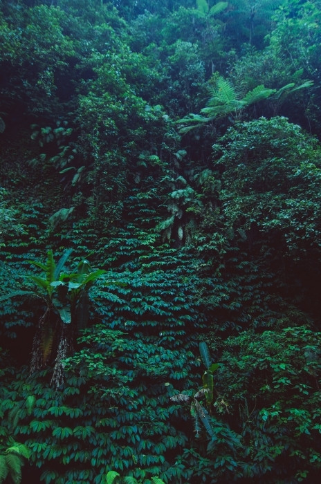 Fototapeta Tropikalne lasy deszczowe