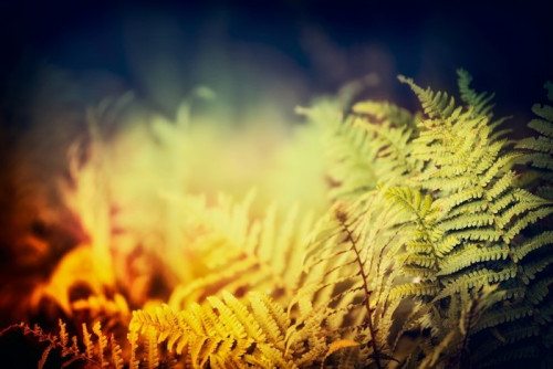 Fototapeta Paproć liści na ciemnym tle przyrody, na świeżym powietrzu