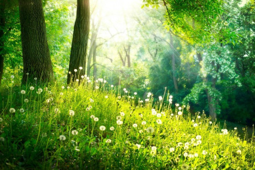 Fototapeta Charakter wiosny. piękny krajobraz. zielona trawa i drzew