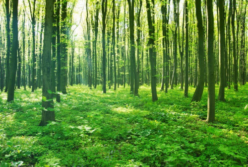 Fototapeta Zieleń lasów