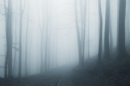 Fototapeta Misty lasu po deszczu