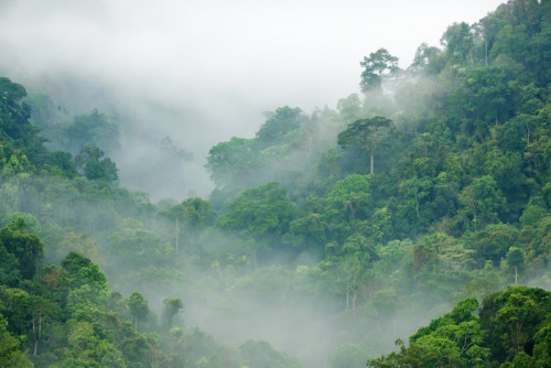 Fototapeta Poranna mgła w lesie tropikalnym
