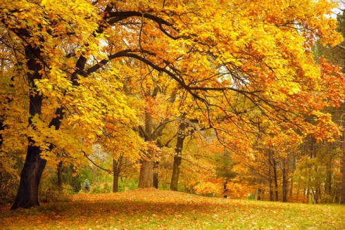 Fototapeta Jesień / złote drzewa w parku