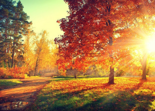 Fototapeta Drzewa w jesiennym świetle