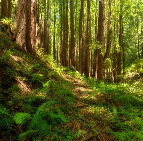 Fototapeta Bujny, niezakłócony Redwood forest Central California