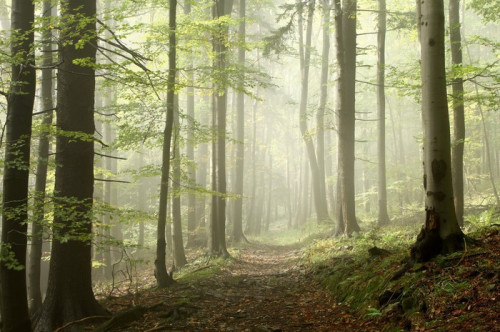 Fototapeta Szlak leśny wśród drzew liściastych i iglastych