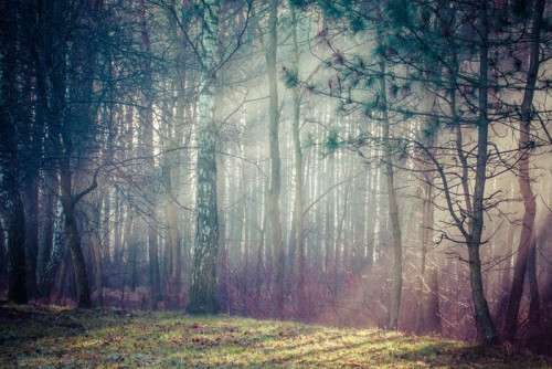 Fototapeta Drogowego i kostium w silnej mgle w lesie, w Polsce.