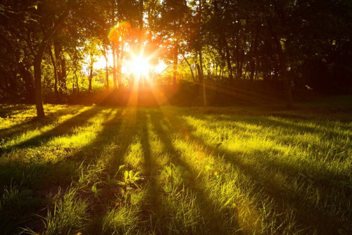 Fototapeta Słońce zielony las w okresie letnim