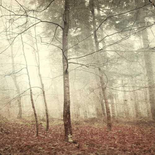 Fototapeta Grunge mistyczny las