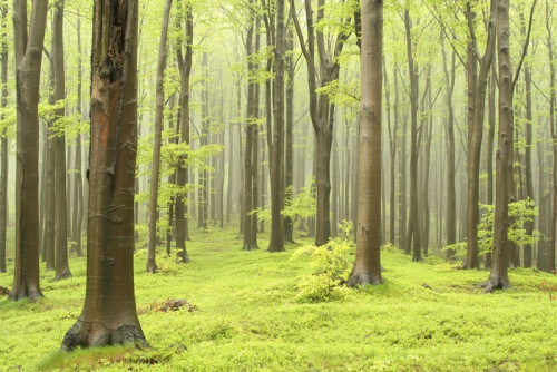 Fototapeta Wiosna las bukowy w mglisty poranek
