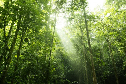 Fototapeta Światło słoneczne las